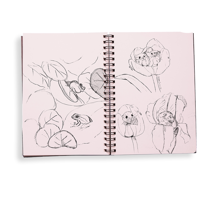 boceto sketches.png