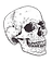 Skull - side (right).png