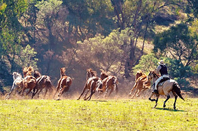 Horse riders on an Australian station — bulk Australian bourbon-style whiskey supply by Spirit Spring