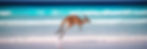 Kangaroo Australia panorama.jpg