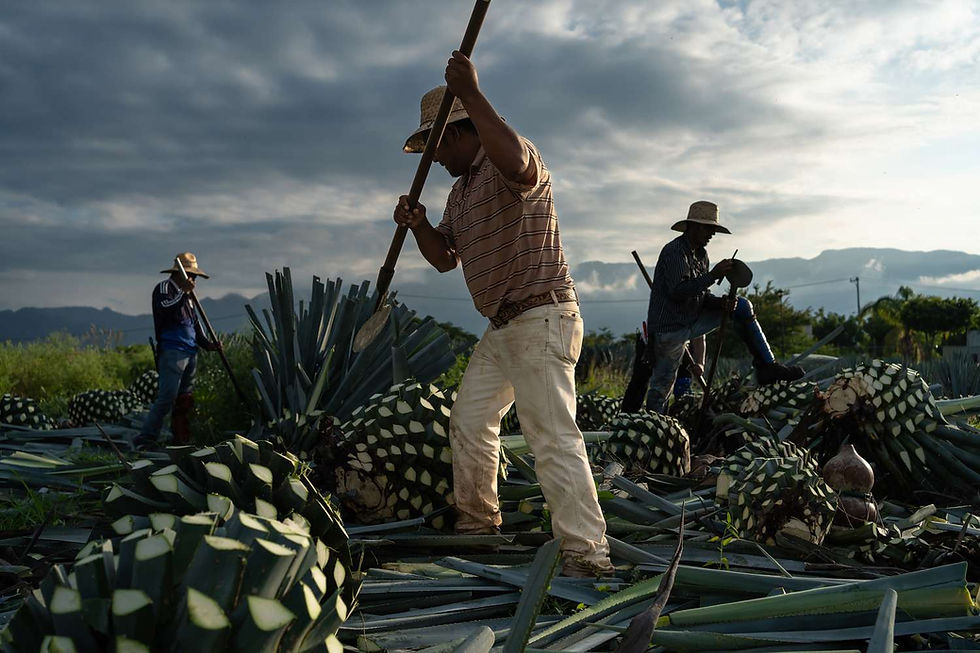 Wide shot showing Mexican tequila farmers.
