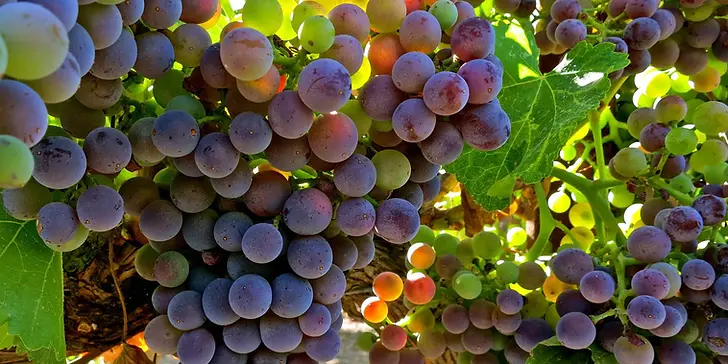 Grapes.webp