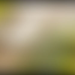 Have a Wild White - It’s International Sauvignon Blanc Day!