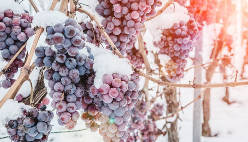 How Is Ice Wine Made?