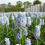Thumbnail: Muscari Peppermint Grape Hyacinth