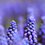 Thumbnail: English Bluebell Bulbs – Hyacinthoides Non-Scripta