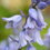 Thumbnail: English Bluebell Bulbs – Hyacinthoides Non-Scripta