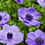 Thumbnail: Anemone ‘Harmony Blue’ Herbaceous Perennial