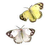 88butterflies.gif