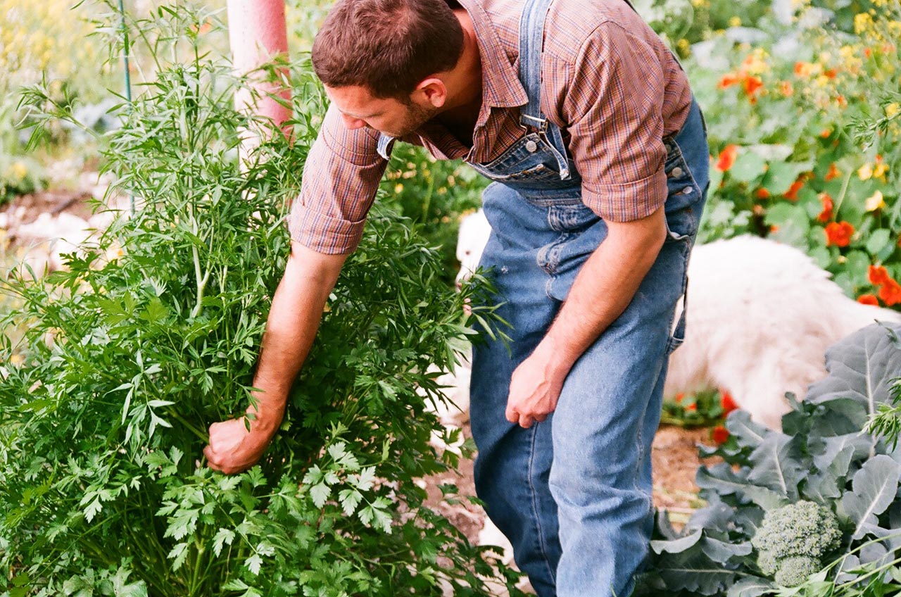 Giardiniere