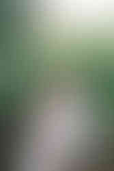 Emily May and Hudson's summer engagement session at The arboretum in Lexington Kentucky