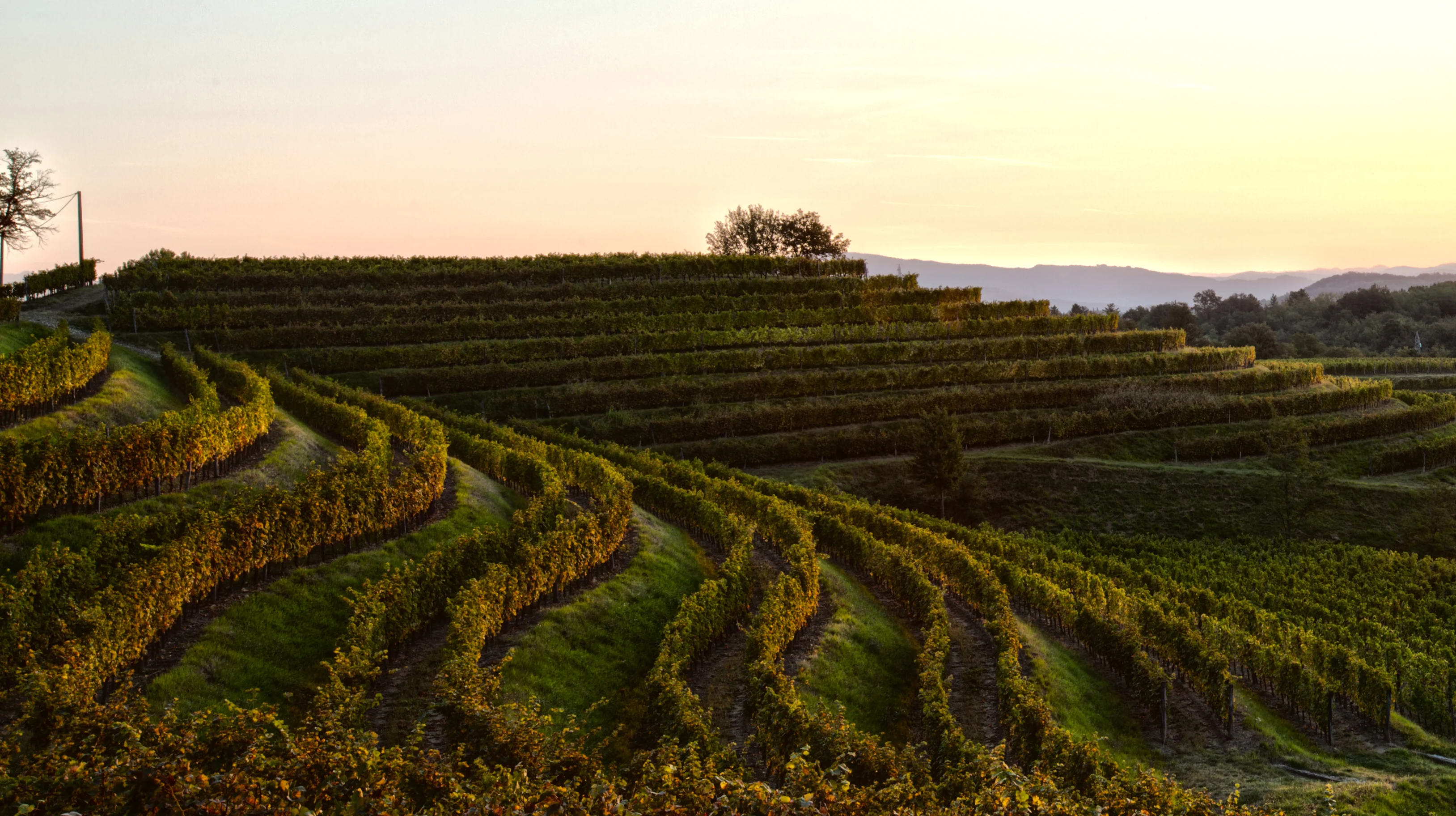 Bastianich Winery 2.webp