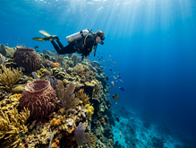 St Croix Scuba Diving Guide: Cane Bay Wall, Shipwrecks, Coral Reefs and Marine Life
