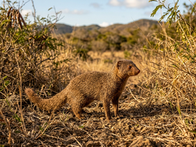 How the Small Indian Mongoose Came to St Croix and Disrupted Island Wildlife