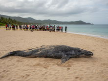 Jamaica Sperm Whale Beaching Attracts Huge Crowds and Sharks - NEPA Response and Marine Safety Guide