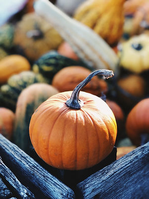 Kürbis im Herbst