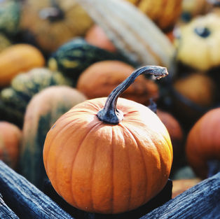 DER HERBST GEHT DURCH DEN MAGEN