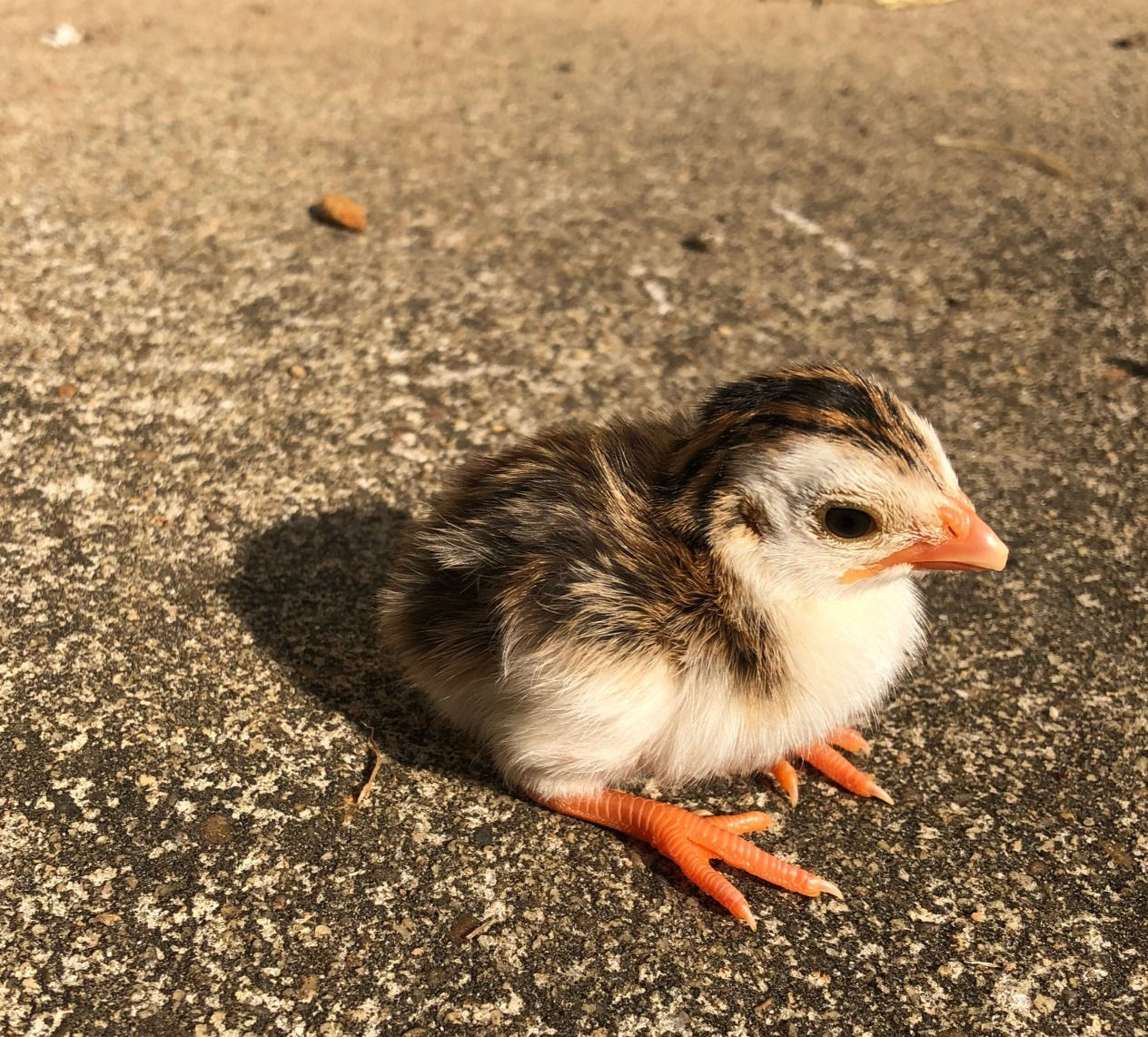 Keet - Guinea Fowl
