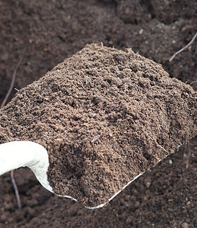 peat moss (2).JPG