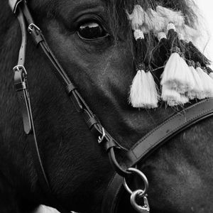 horse photo Gold Coast