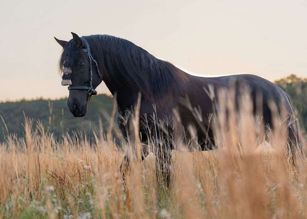 Horse photography