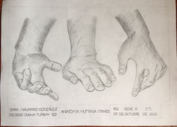 ANATOMÍA HUMANA - LAS MANOS