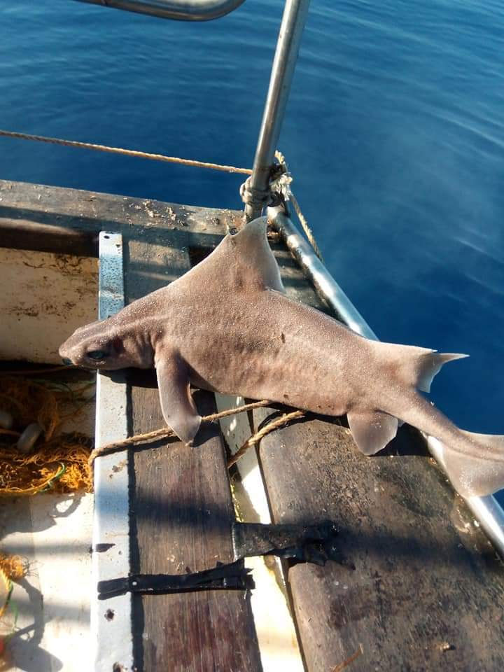 angular roughshark pig nosed shark pig-nosed shark shark mediterranean shark