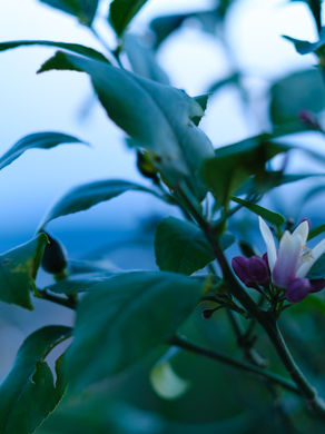 Spontaneous pictorial | Garden at Sunset