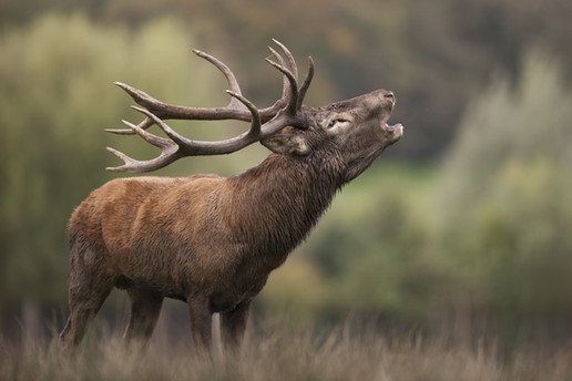 Red Deer Hunt