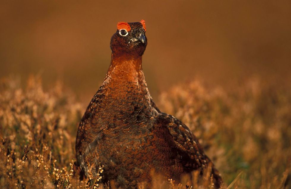 caccia alle red grouse