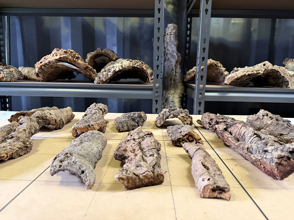 Thumbnail: Flat & Curved Cork Bark - Bundle 9001 - Terrariums & Small Lizards