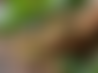 Natural Ingredients for Radiant Hair: Shree Nandi Ayurveda