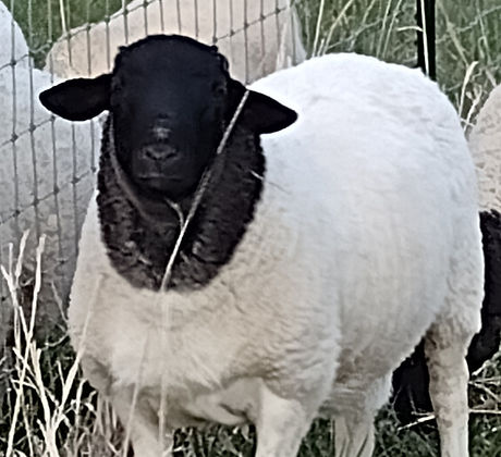 Blackheaded Dorper Ram