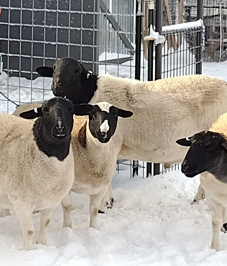 Blackheaded Dorper Ewes