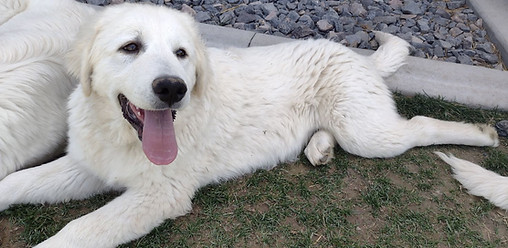 Maremma Sheepdog Puppy