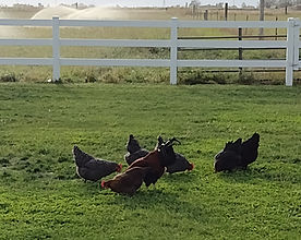 Free range chickens and Farm Fresh Eggs