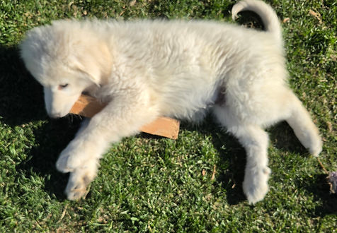 Maremma Sheepdog
