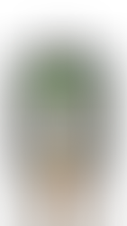 Zenek