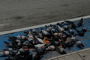 Bird feeding (5)_edited.jpg