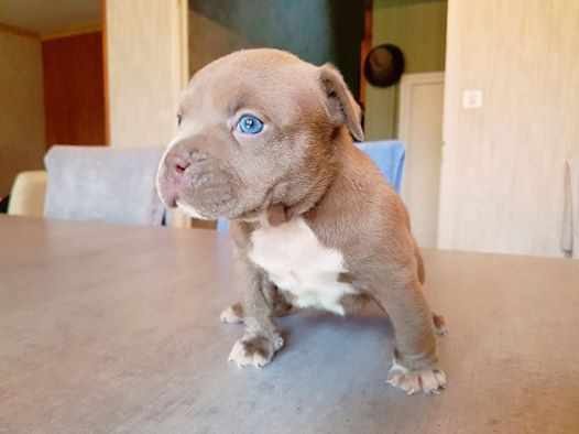 Les Bebes Bullies Breizh Bully Vie Les Bebes Bullies Breizh Bully Vie