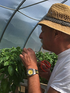 Bill Chapman inspecting the Basil plants in the Greenhouse