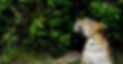 sri-lanka-wilpattu-big-game-camp-leopard-500x260-c.jpg