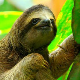 sloth-500x260-c.jpg