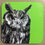 Thumbnail: Owl drinks coasters - Set of four
