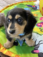 Samson DOB 03_02_2020