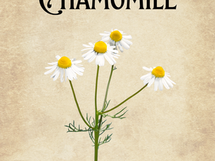 Image of chamomile flowers