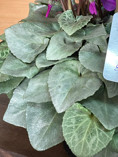 ブルーシクラメン『月下』のシルバーリーフ