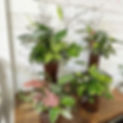 植物のお医者さん