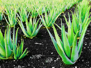 Volcanic grown aloe vera