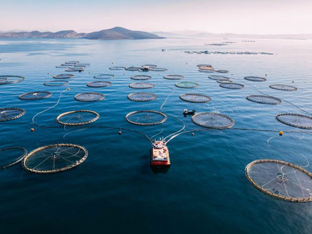 What in the World - Sustainable Fisheries